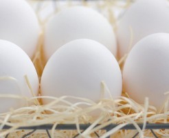 egg2