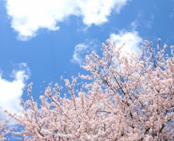 sakura