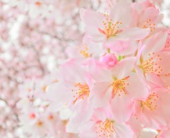 sakura2