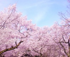 hanami
