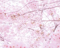 sakura3
