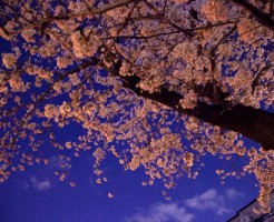 夜桜