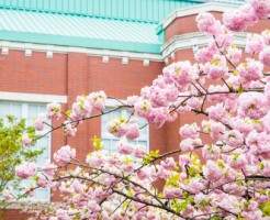 造幣局桜の通り抜け